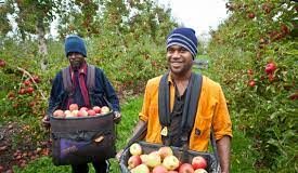 12,000 Vanuatu seasonal workers sent abroad for past two years