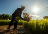 ADB Plans $14 billion to ease food crisis promote long-term Food security in Asia and the Pacific