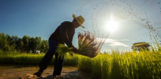 ADB Plans $14 billion to ease food crisis promote long-term Food security in Asia and the Pacific