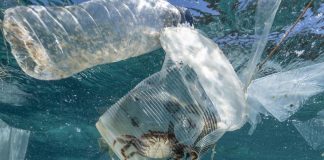 World leaders not invited to attend critical UN biodiversity summit