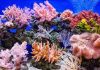 ADB approves US$3.8 million support for development of coral reef insurance