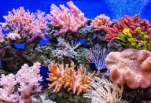 ADB approves US$3.8 million support for development of coral reef insurance