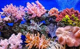 ADB approves US$3.8 million support for development of coral reef insurance
