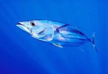 NGOs urge adoption of science-based management to save skipjack Tuna