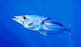 NGOs urge adoption of science-based management to save skipjack Tuna