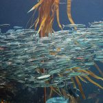 Treaty of High Seas critical to Pacific