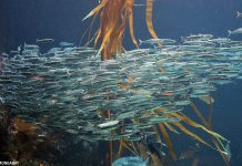 Treaty of High Seas critical to Pacific