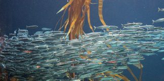 Treaty of High Seas critical to Pacific