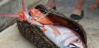 Small island, big ocean: Niue makes its entire EEZ a marine park