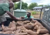 Vanuatu’s golden yam, a successful climate resilient foot crop developed over 15 years
