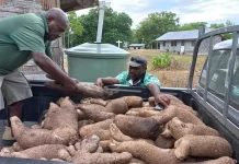 Vanuatu’s golden yam, a successful climate resilient foot crop developed over 15 years