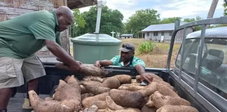 Vanuatu’s golden yam, a successful climate resilient foot crop developed over 15 years