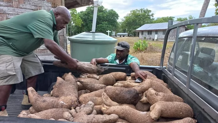 Vanuatu’s golden yam, a successful climate resilient foot crop developed over 15 years
