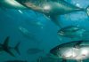 Pacific Tuna will not collapse next year if WCPFC fails to adopt management measures