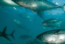 Pacific Tuna will not collapse next year if WCPFC fails to adopt management measures
