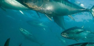 Pacific Tuna will not collapse next year if WCPFC fails to adopt management measures