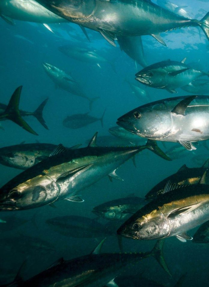 Pacific Tuna will not collapse next year if WCPFC fails to adopt management measures