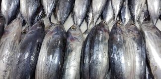 WCPFC to vote on skipjack harvest strategy, Parties to the Nauru Agreement wants it to be non-binding