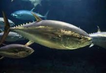 WTO Fisheries Funding Mechanism now operational to assist developing countries and LDCs