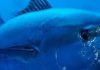 World’s most important tuna stocks face long-term sustainability risk