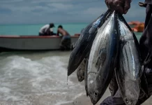 Calls for concrete binding measures on fishers’safety, security and well-being regulation at WCPFC 19