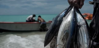 Calls for concrete binding measures on fishers’safety, security and well-being regulation at WCPFC 19