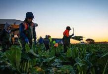 Visa lottery to offer 3000 Pacific workers Australian residency