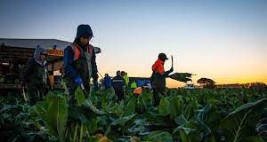 Australia announces 3,000 visas for Pacific workers as part of moves to counter China’s regional influence