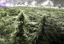 Vanuatu regulates cultivation of cannabis and hemp