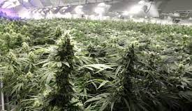 Vanuatu regulates cultivation of cannabis and hemp