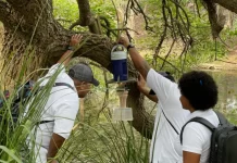 Mosquito-borne diseases become climate reality in warming Pacific