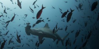 Decision time for world’s governments on new global treaty for the ocean