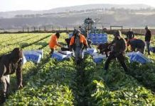 Australian Government delivers on expanding the Pacific workforce – six monthly early