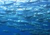 Are Marine Protected Areas effective for tuna conservation?