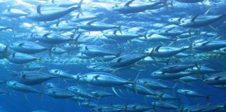Are Marine Protected Areas effective for tuna conservation?