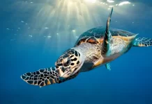 High seas treaty ‘central to Pacific nations’ says campaigner