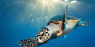 High seas treaty ‘central to Pacific nations’ says campaigner