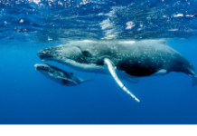 New report highlights fisheries by-catch as the main threat to whales and dolphins in the Pacific islands region