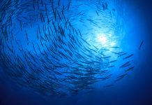 Commonwealth study finds increased focus on ocean-climate action