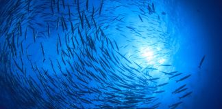 Commonwealth study finds increased focus on ocean-climate action