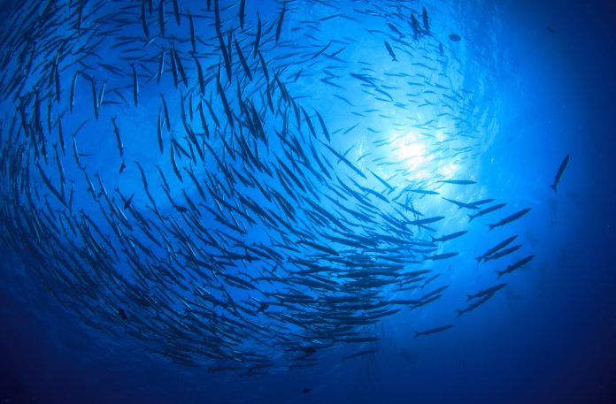 Commonwealth study finds increased focus on ocean-climate action