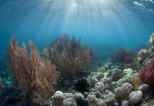 “The ship has reached the shore”: why the historic Agreement to protect the High Seas matters and what happens next