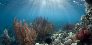 Forum Chair calls for adoption and ratification of High seas treaty to be fast tracked