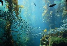 Why it’s time to give back to the ocean