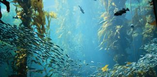Why it’s time to give back to the ocean