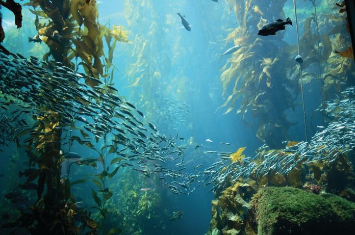 Why it’s time to give back to the ocean