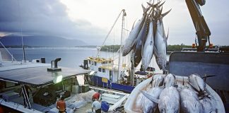 SPC scheme will help nations cope with loss of tuna stocks