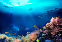 Global summit in Panama aims to secure pledges for safeguarding the world’s oceans