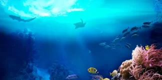 Global summit in Panama aims to secure pledges for safeguarding the world’s oceans