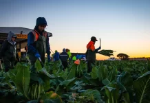 Australian Coalition to oppose Pacific visa ‘lottery’ to bring more workers to Australia